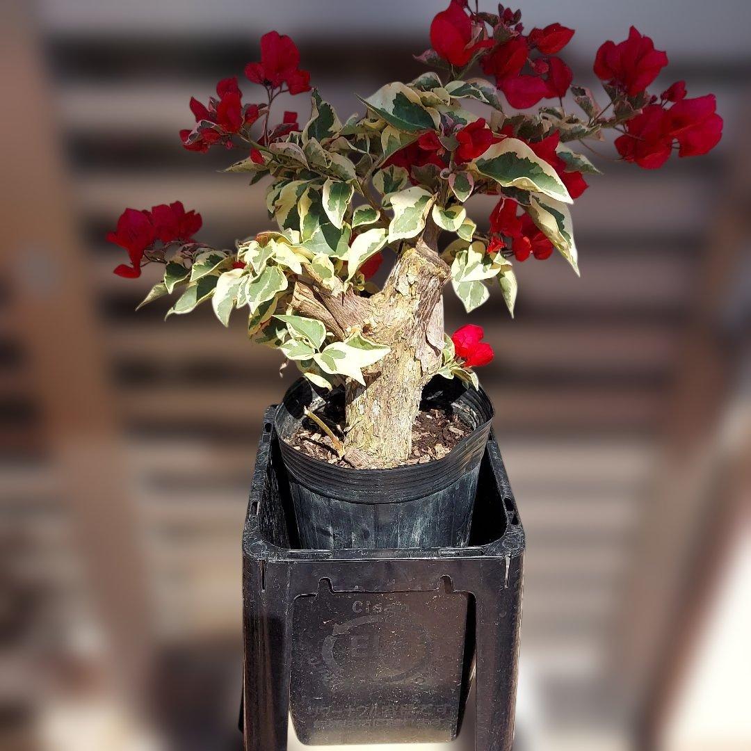 ブーゲンビリア斑入りレッド希少　No96 らくらくメルカリ便発送‼️