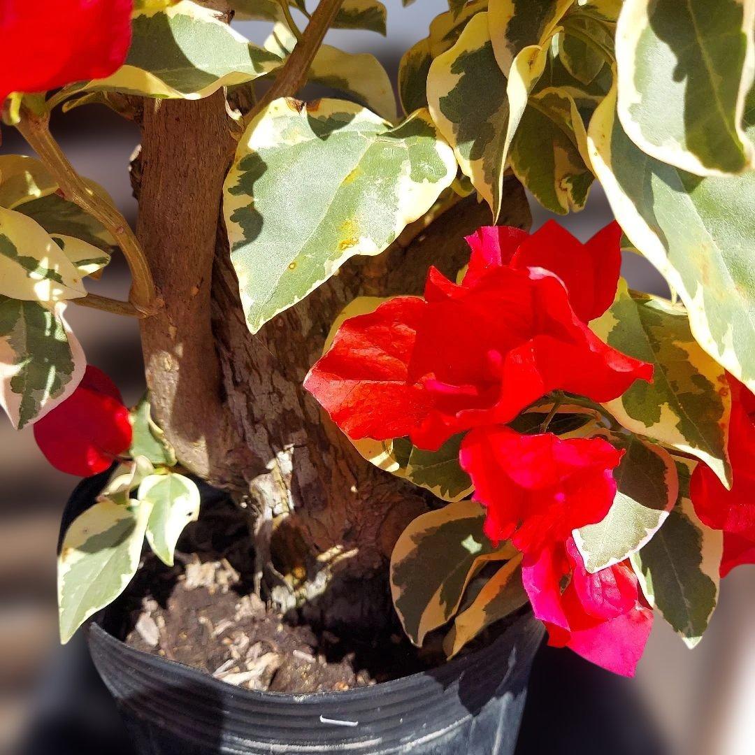 ブーゲンビリア斑入りレッド希少　No96 らくらくメルカリ便発送‼️