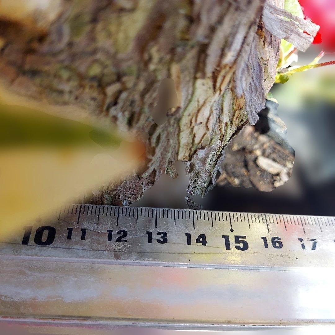 ブーゲンビリア斑入りレッド希少　No96 らくらくメルカリ便発送‼️