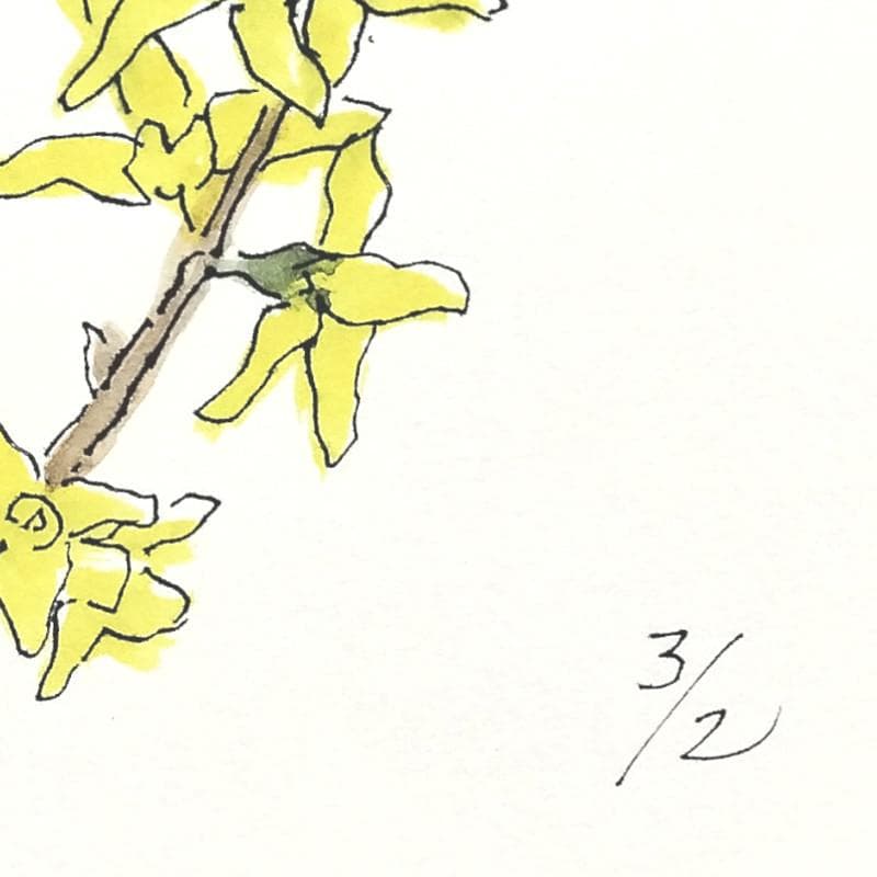 ☆ 坂本直行 ☆「 れんぎょう 」水彩画　1982年3月作　証明書有り　未使用！