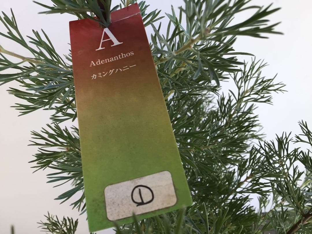 超逸品。山採りツゲ(柘植)株立ち2.6M(鉢底から)