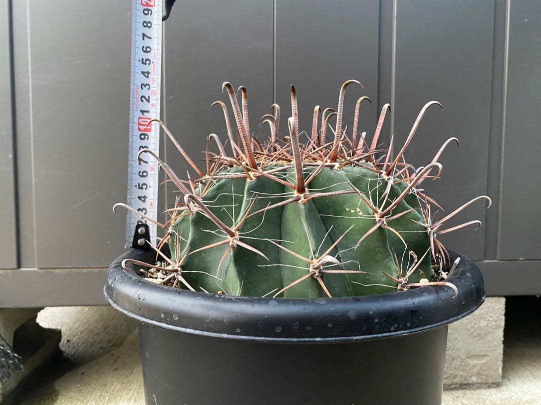 フェロカクタス８号鉢半島玉になります、耐寒性あり！