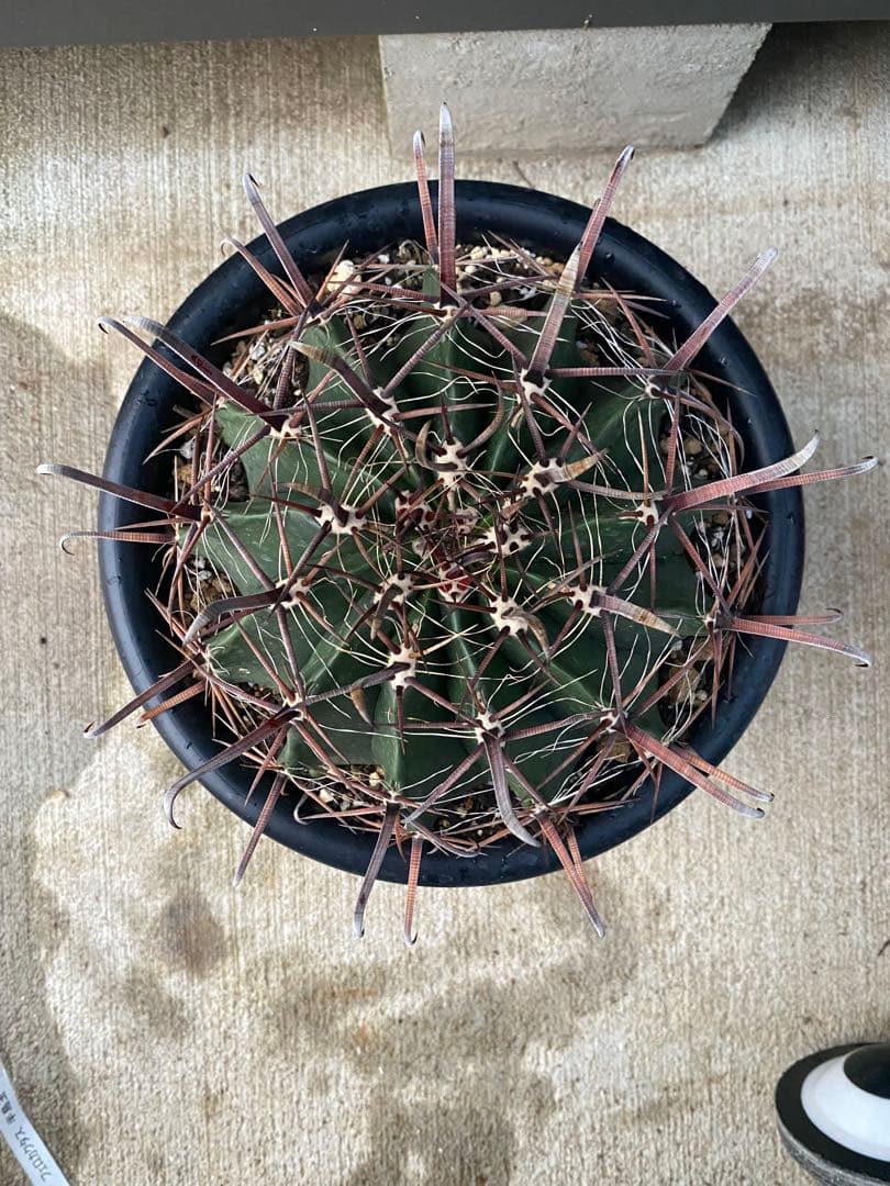 フェロカクタス８号鉢半島玉になります、耐寒性あり！
