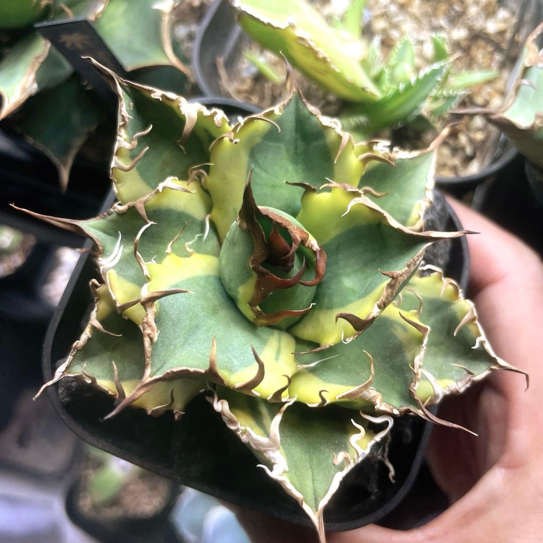 特選　アガベ チタノタ \"凱撒錦\" シーザー　OC 錦　極上美株　覆輪斑