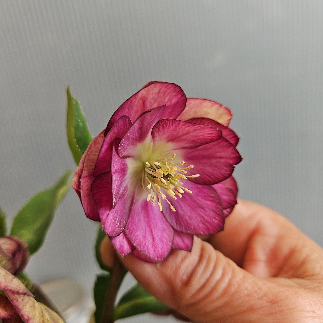 ✿㉖-271クリスマスローズ