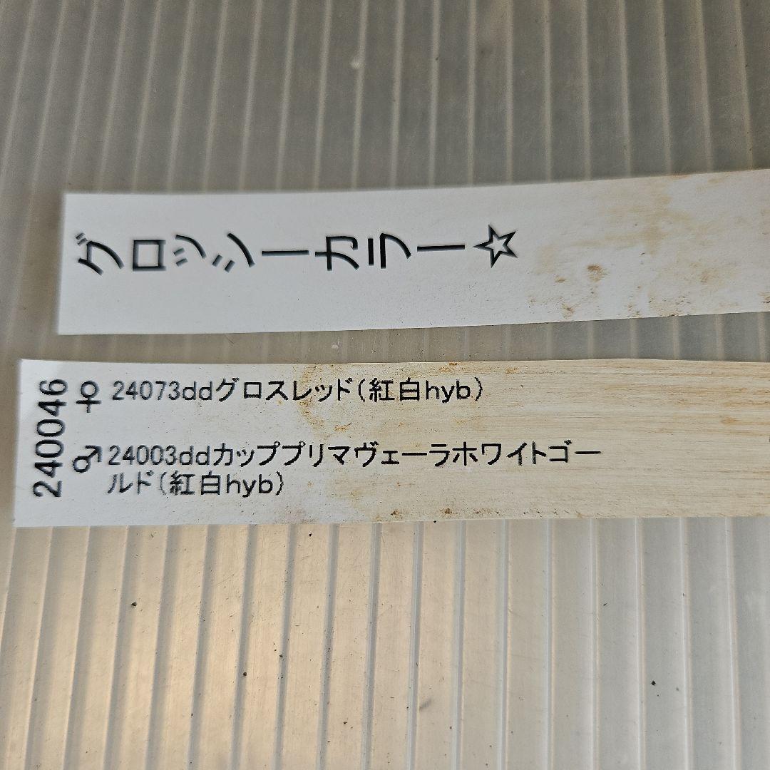 ✿㉖-271クリスマスローズ