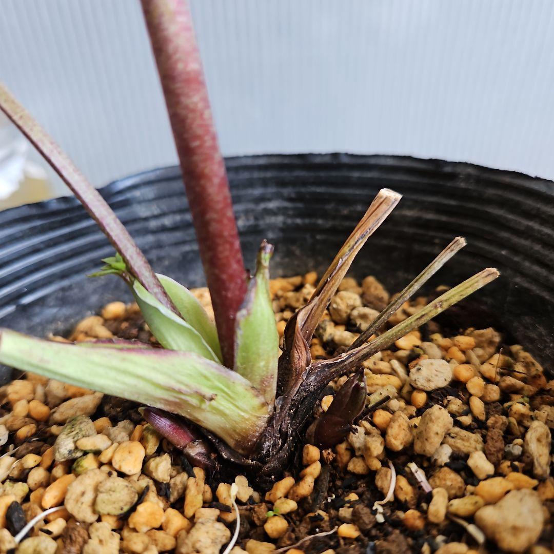 ✿㉖-271クリスマスローズ