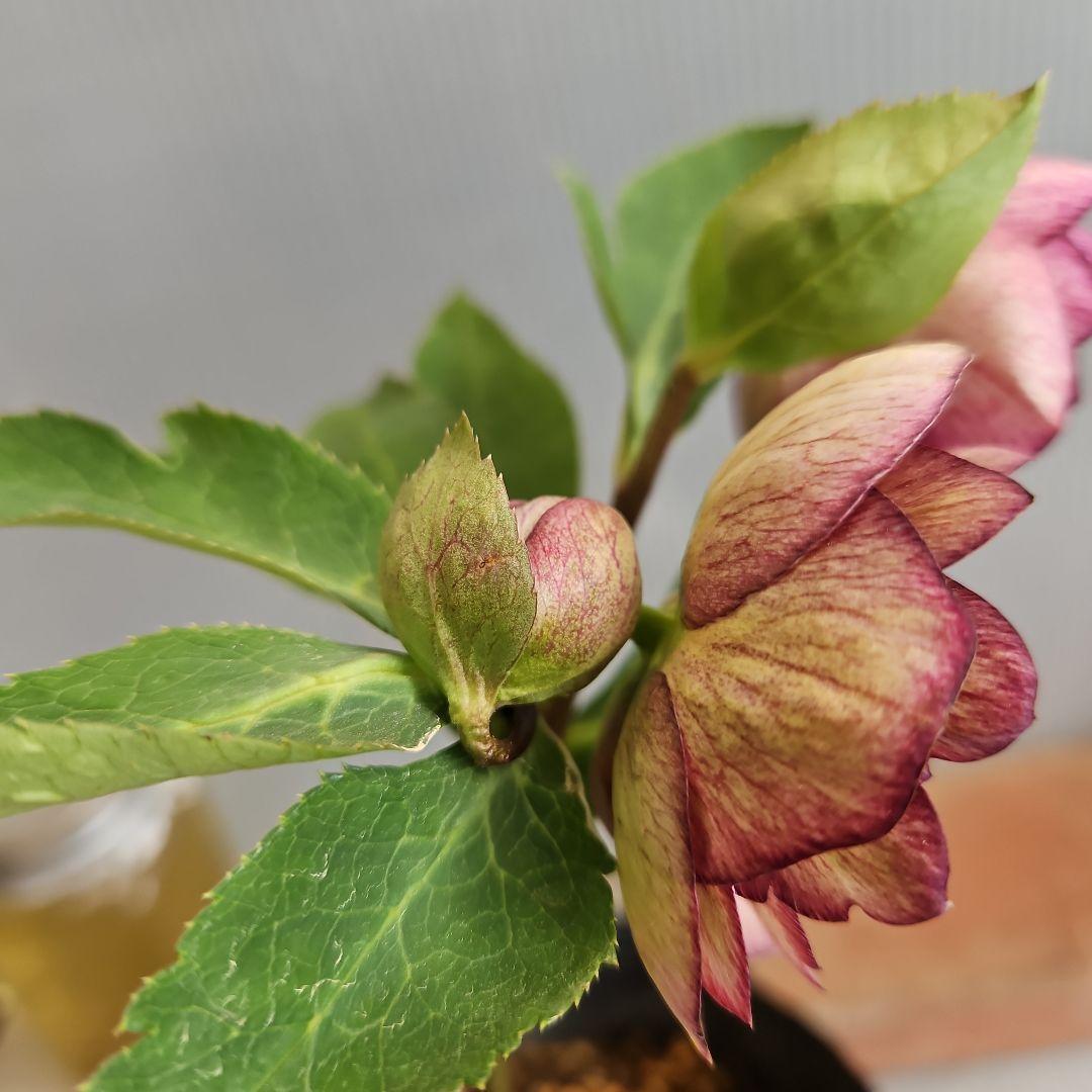 ✿㉖-271クリスマスローズ