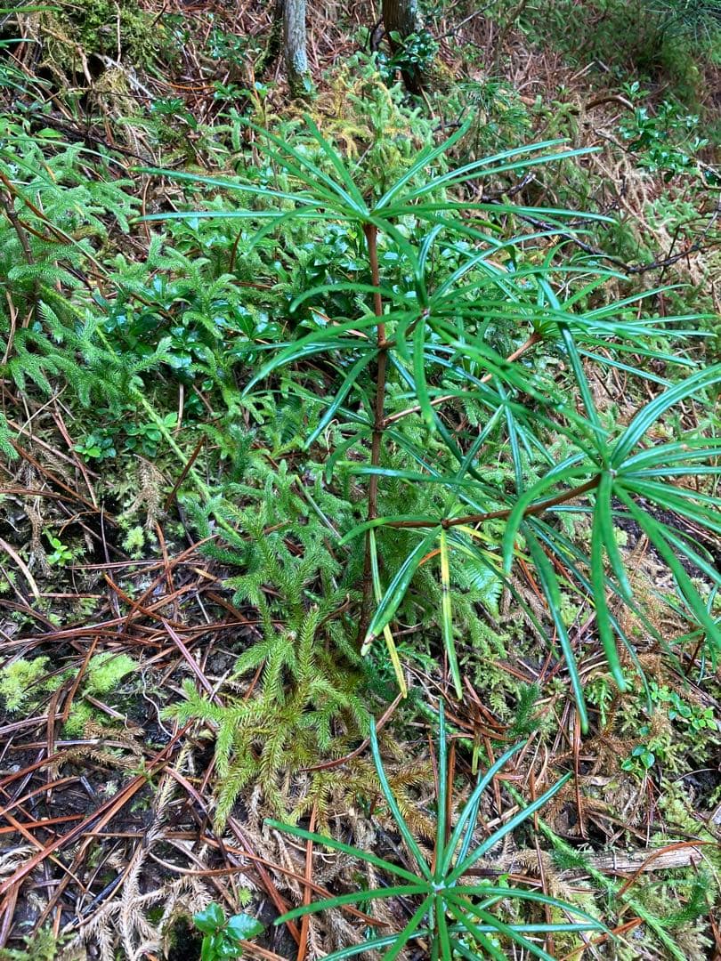 parade『必ずプロフをお読み下さい』