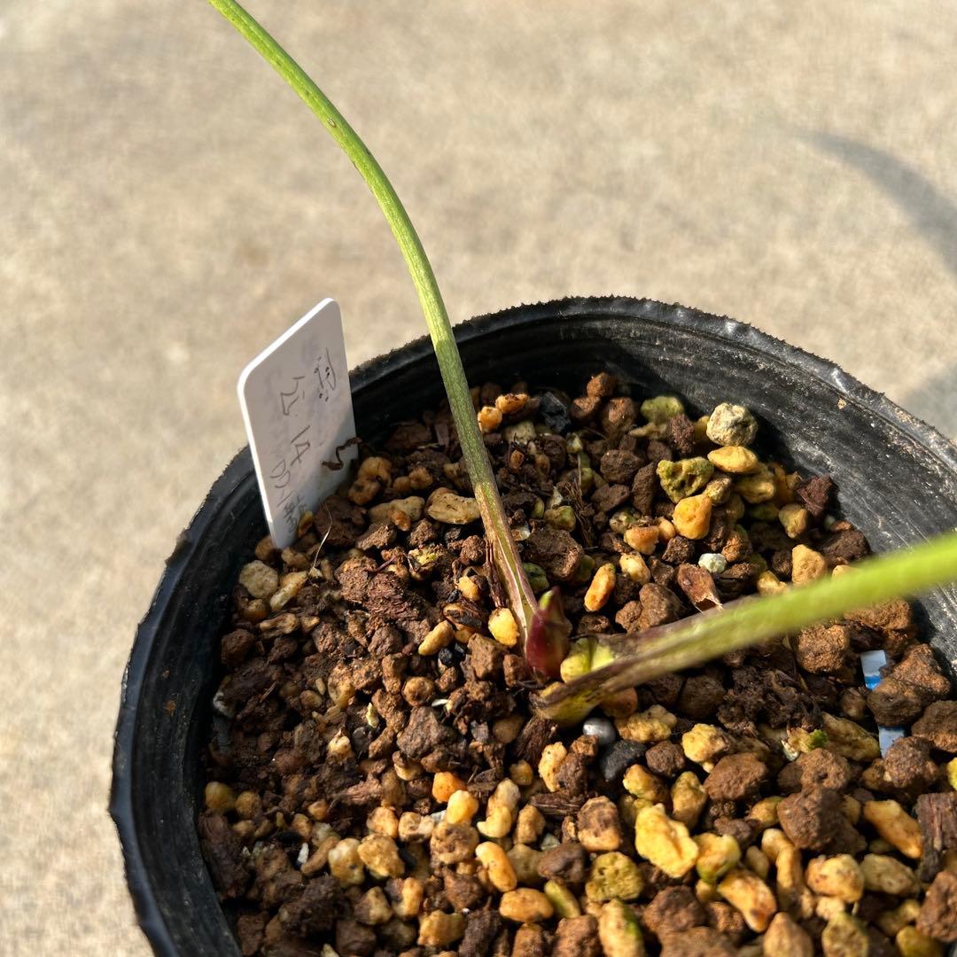 クリスマスローズ 開花実績株 DD小輪ディープピンク