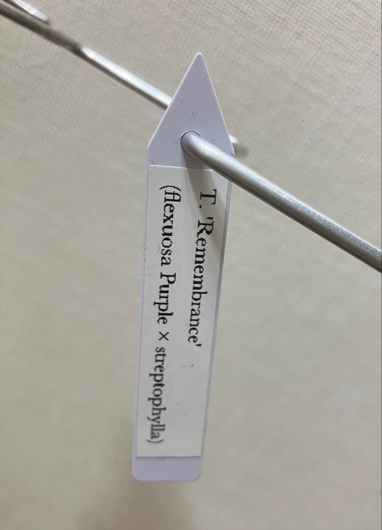 ★*★様 超希少 チランジア リメンバランス ( フレクスオーサ x ストレプト