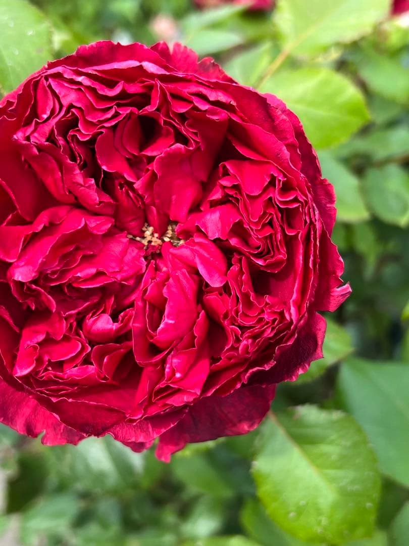 「Aliceꫂ ၴႅၴ」切り花品種バラ苗　レアバラ