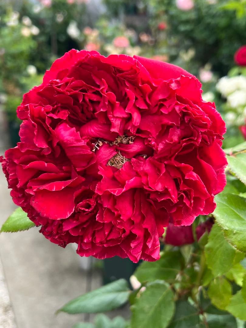 「Aliceꫂ ၴႅၴ」切り花品種バラ苗　レアバラ