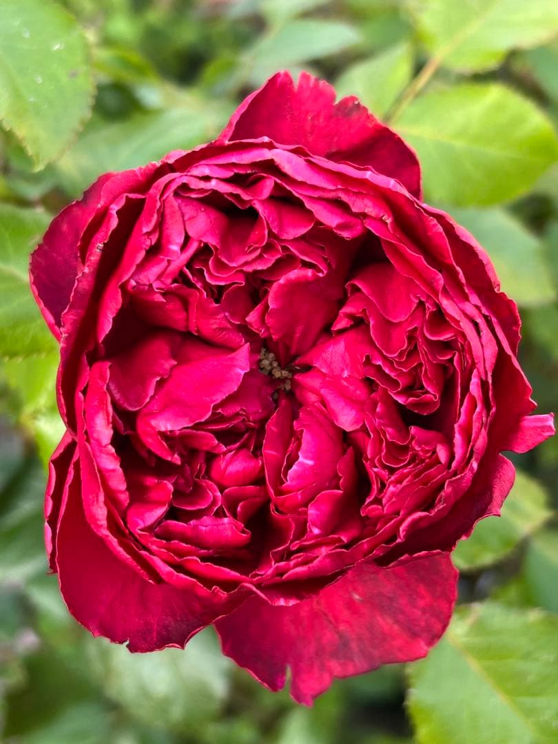 「Aliceꫂ ၴႅၴ」切り花品種バラ苗　レアバラ