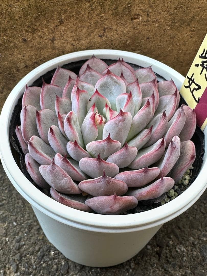 おらいさん苗　ミックスベリア　　　　　　　　　美紫妃　札、鉢付き