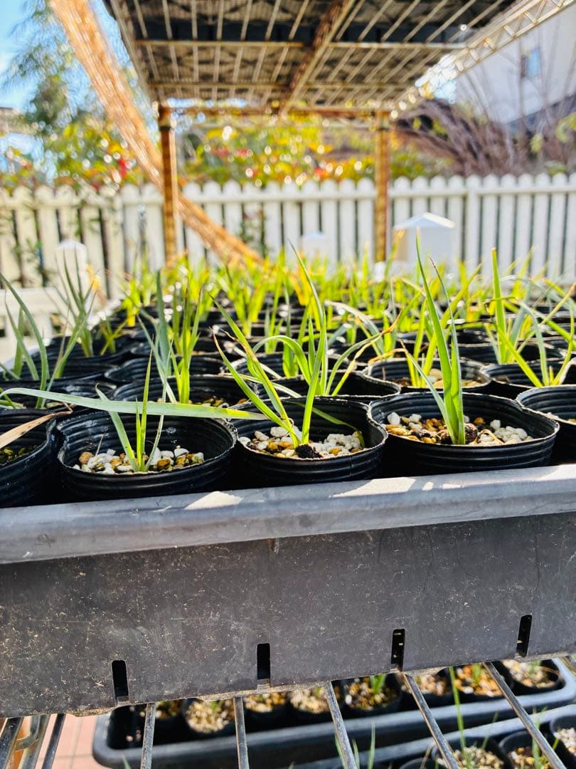 専用ユッカロストラータ　100苗 ①鉢のまま発送