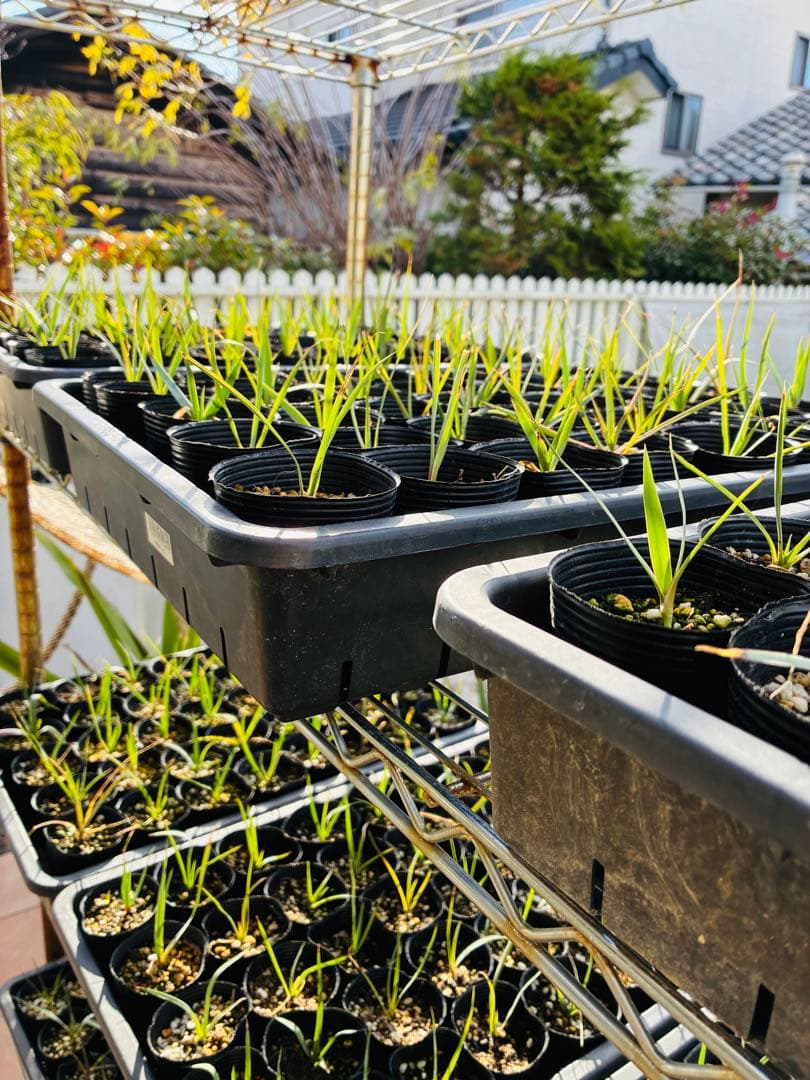 専用ユッカロストラータ　100苗 ①鉢のまま発送