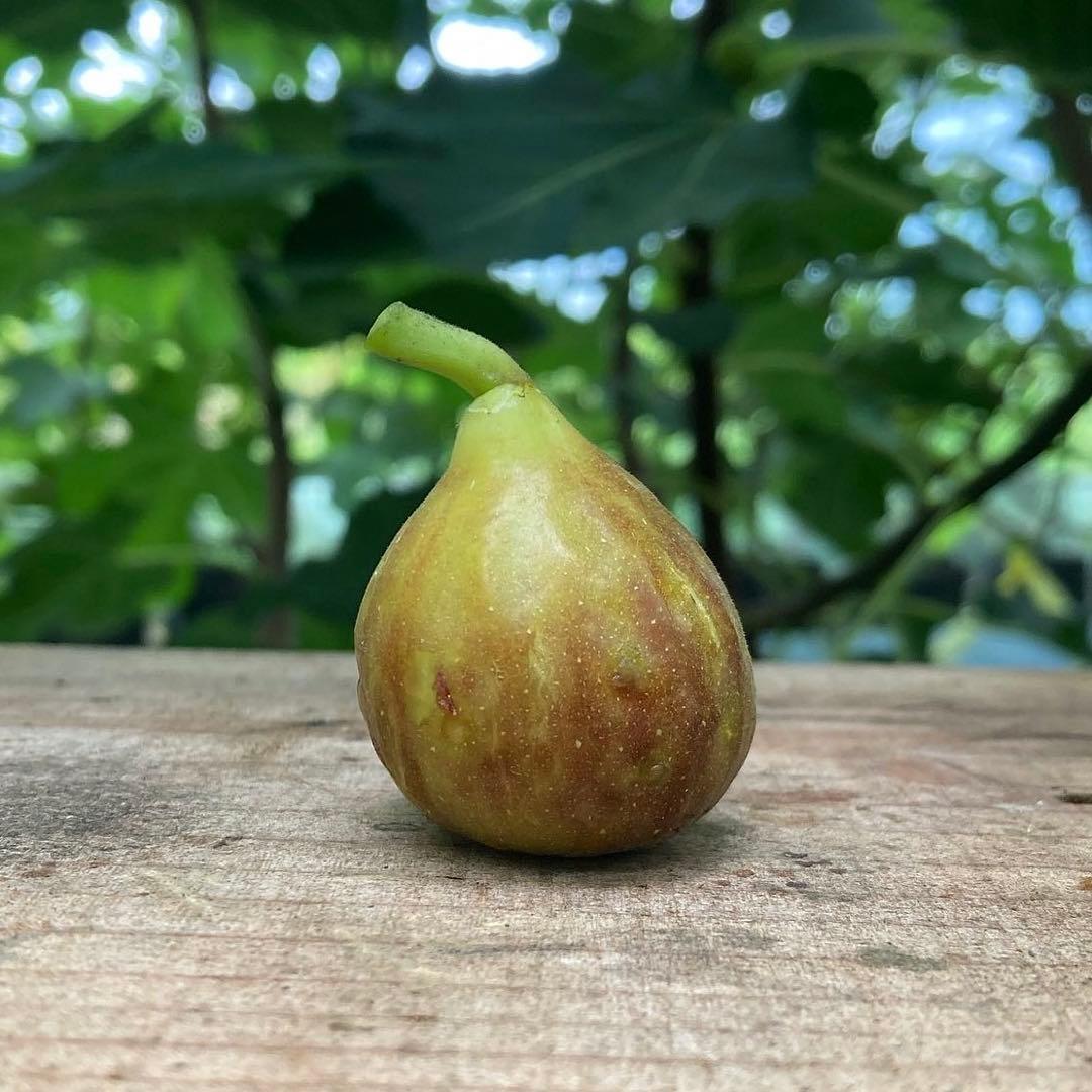 N-06 穂木 イチジク - メルカリ