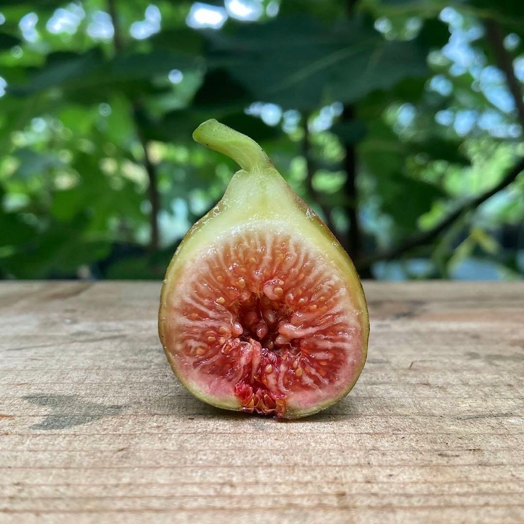 N-06 穂木 イチジク - メルカリ
