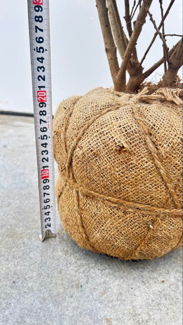 手頃なサイズ お庭の主役にどうぞ ソヨゴ 725 樹高1.4m位 株立 常緑樹