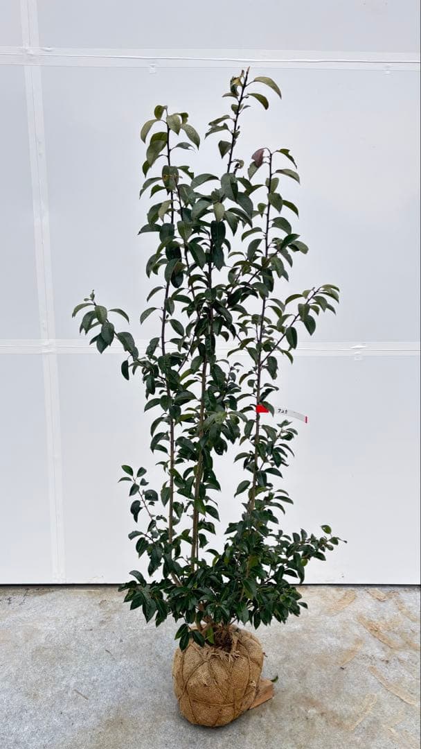 手頃なサイズ お庭の主役にどうぞ ソヨゴ 725 樹高1.4m位 株立 常緑樹