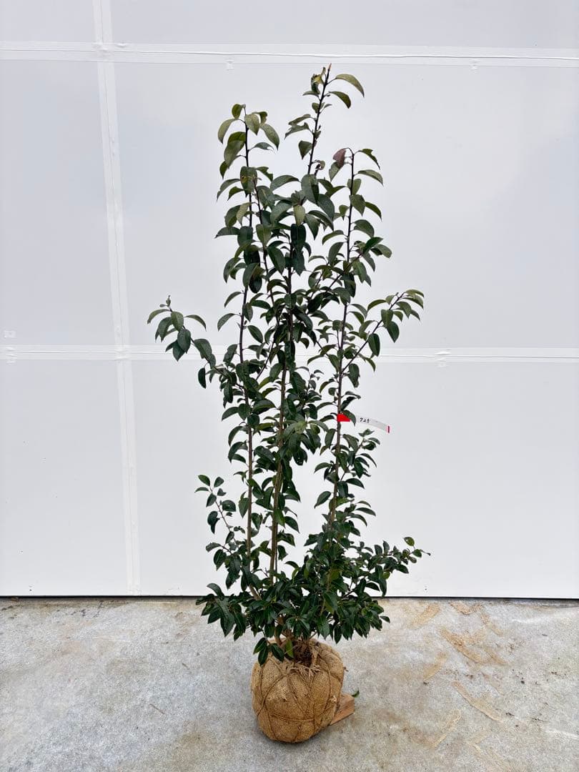 手頃なサイズ お庭の主役にどうぞ ソヨゴ 725 樹高1.4m位 株立 常緑樹