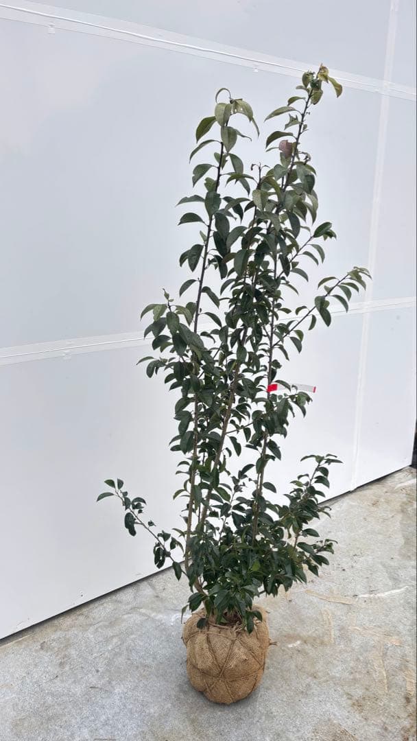 手頃なサイズ お庭の主役にどうぞ ソヨゴ 725 樹高1.4m位 株立 常緑樹