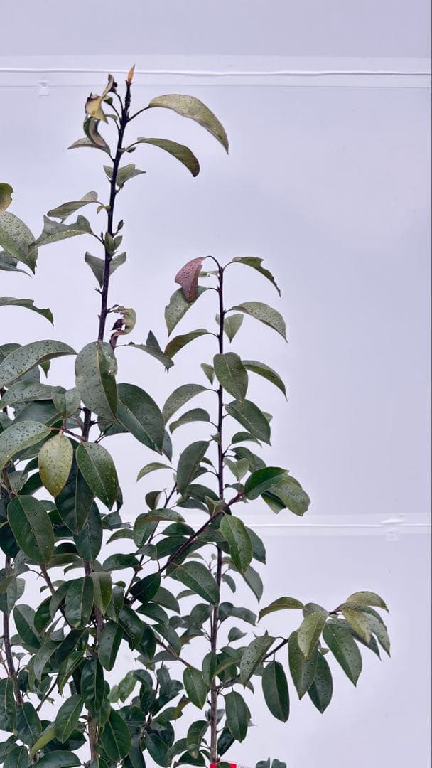 手頃なサイズ お庭の主役にどうぞ ソヨゴ 725 樹高1.4m位 株立 常緑樹