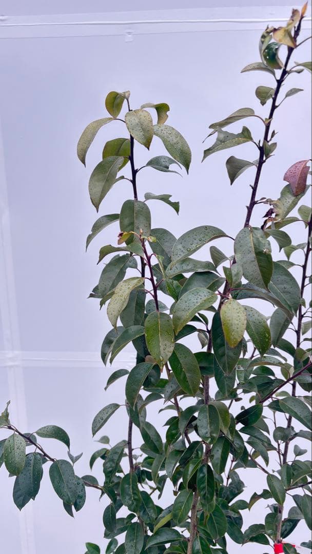 手頃なサイズ お庭の主役にどうぞ ソヨゴ 725 樹高1.4m位 株立 常緑樹