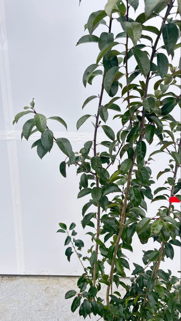 手頃なサイズ お庭の主役にどうぞ ソヨゴ 725 樹高1.4m位 株立 常緑樹