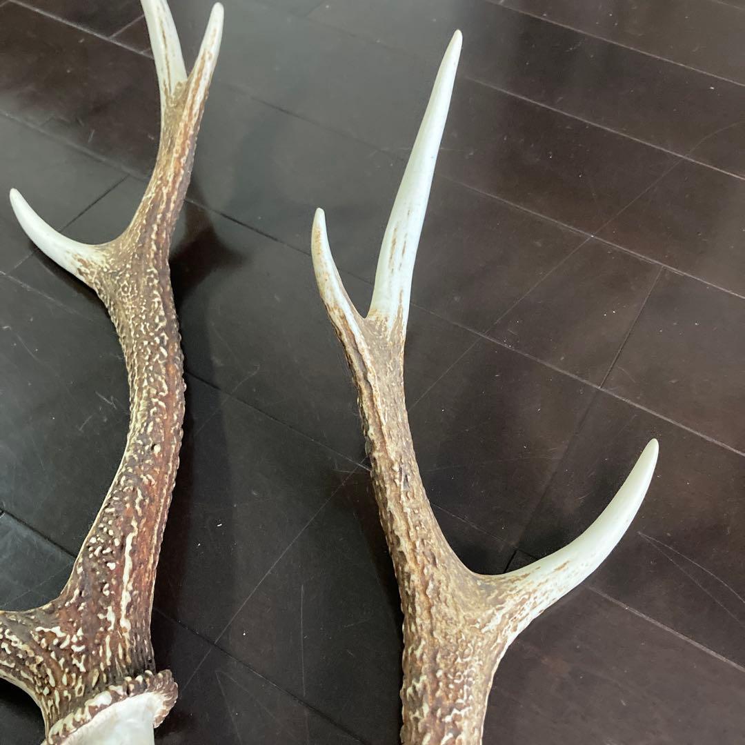 ニホンジカ　一対の角　各51センチ(2本まとめて)
