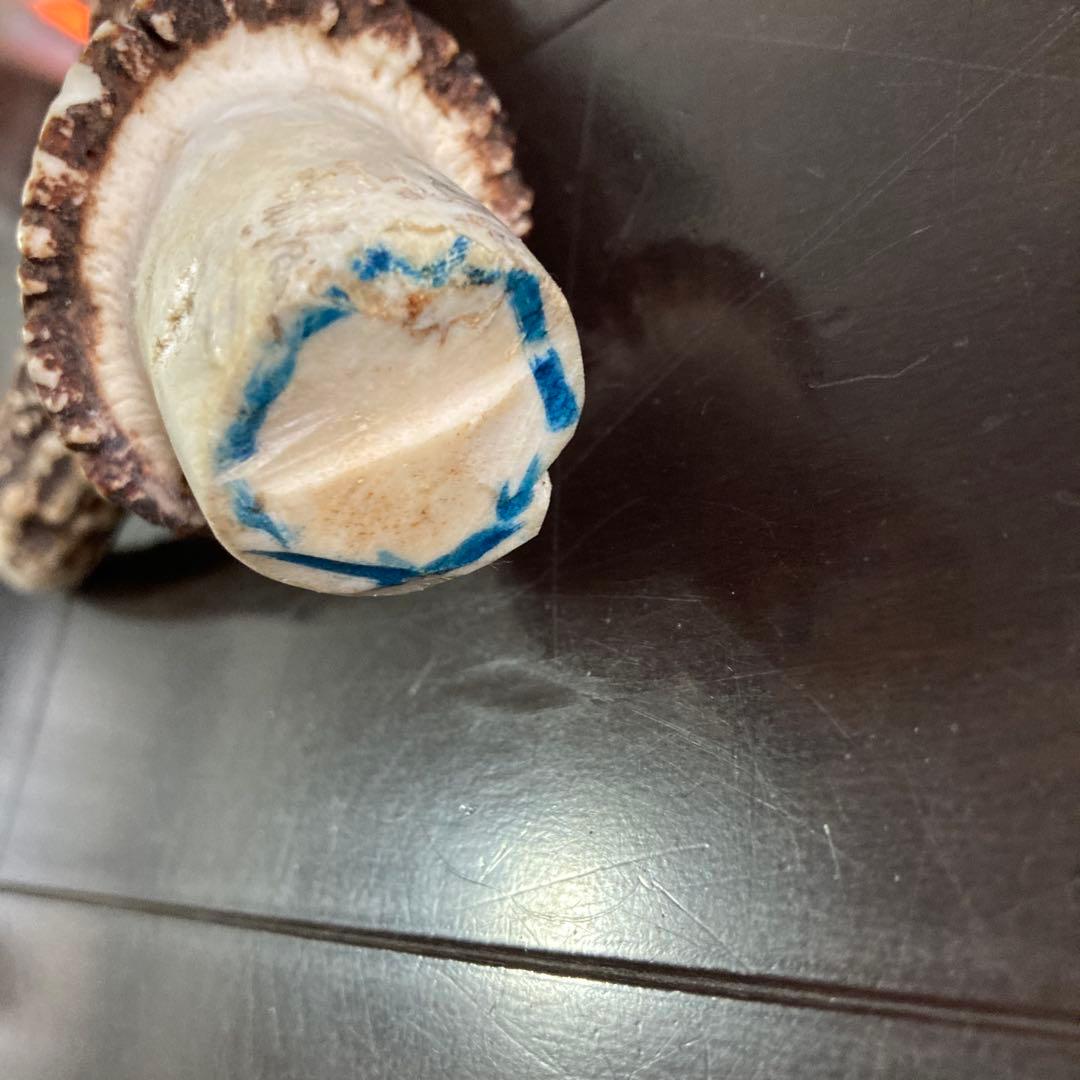 ニホンジカ　一対の角　各51センチ(2本まとめて)