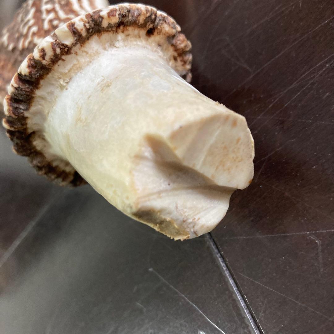 ニホンジカ　一対の角　各51センチ(2本まとめて)