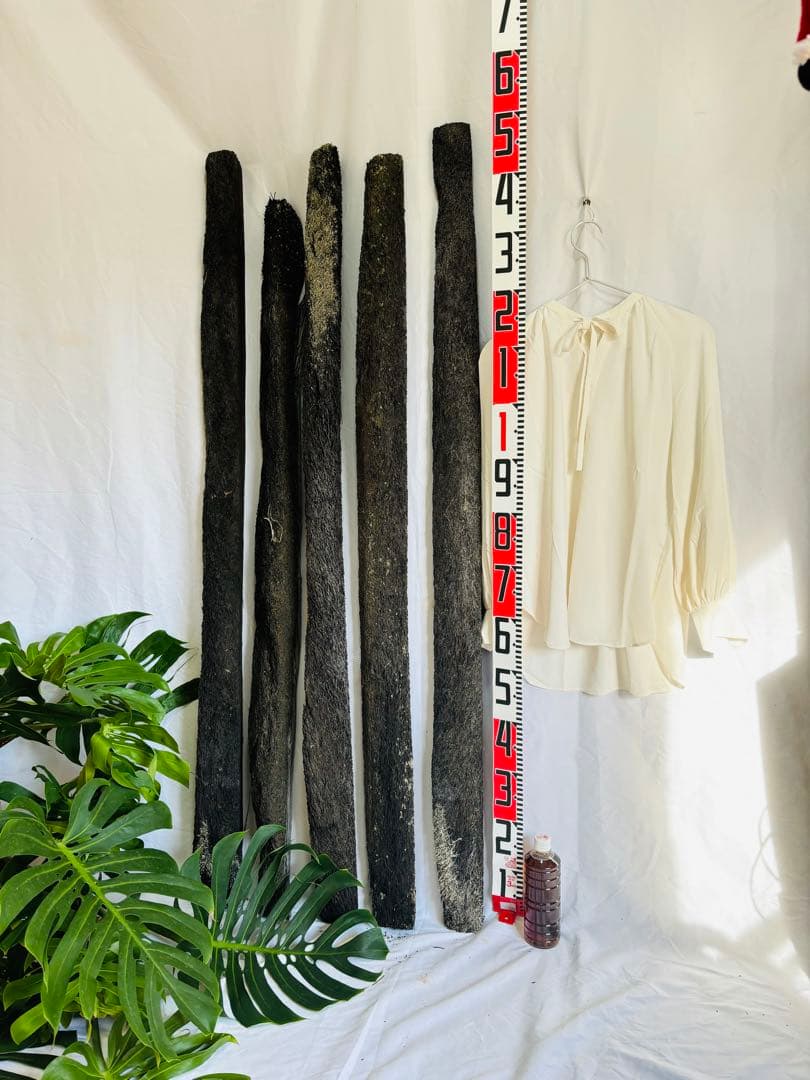 ヘゴ　ヘゴ板　ヘゴの登り棒　着生　1.5m 1本　アロイドの親木の管理に最適