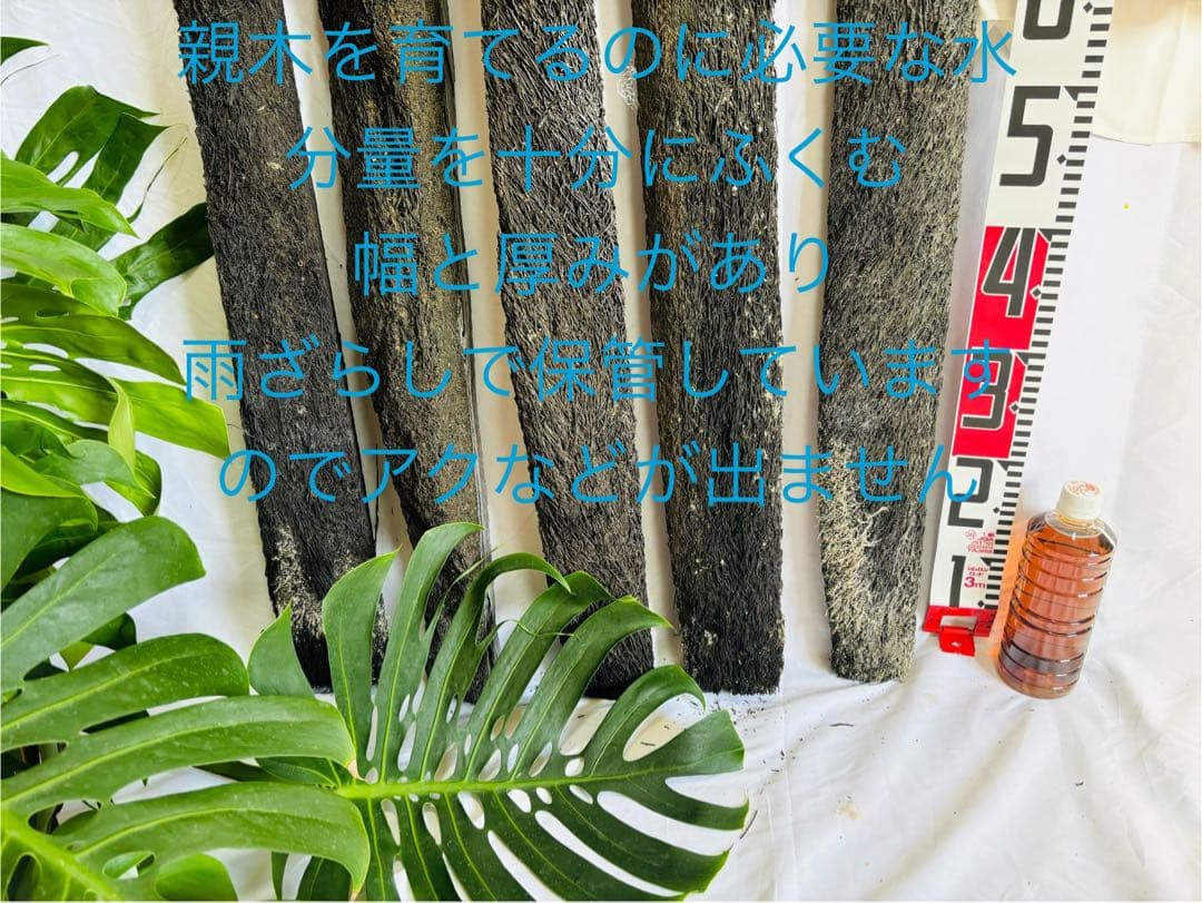 ヘゴ　ヘゴ板　ヘゴの登り棒　着生　1.5m 1本　アロイドの親木の管理に最適