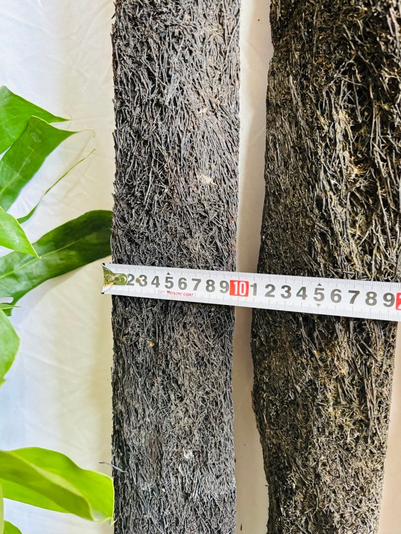 ヘゴ　ヘゴ板　ヘゴの登り棒　着生　1.5m 1本　アロイドの親木の管理に最適