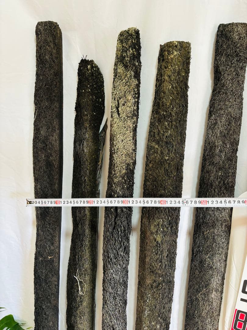 ヘゴ　ヘゴ板　ヘゴの登り棒　着生　1.5m 1本　アロイドの親木の管理に最適