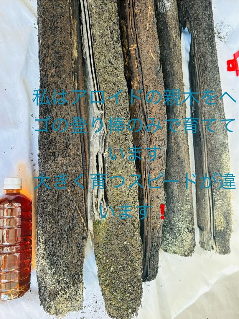 ヘゴ　ヘゴ板　ヘゴの登り棒　着生　1.5m 1本　アロイドの親木の管理に最適