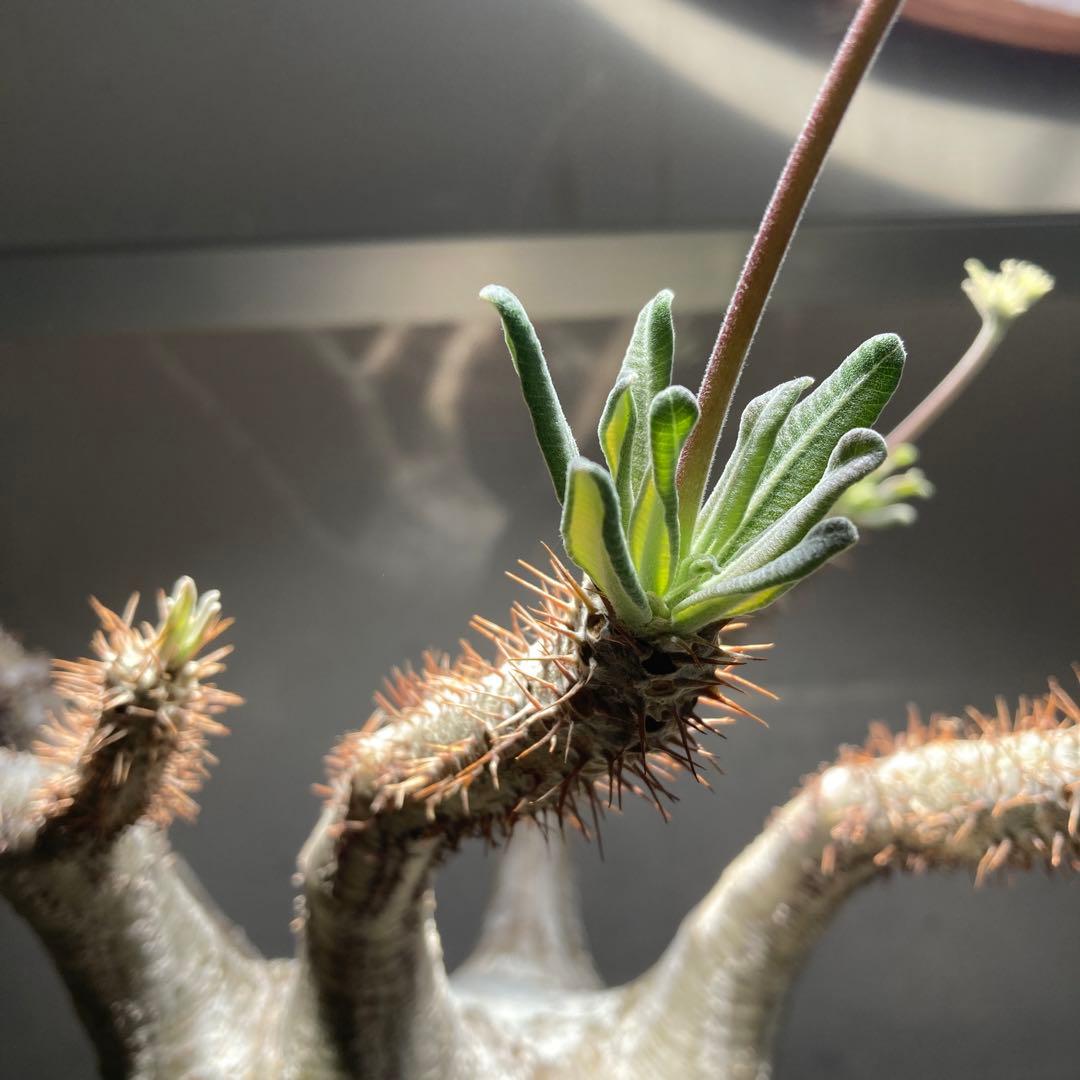 パキポディウム　グラキリス