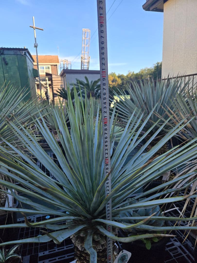 キュウ　マルデヌベス