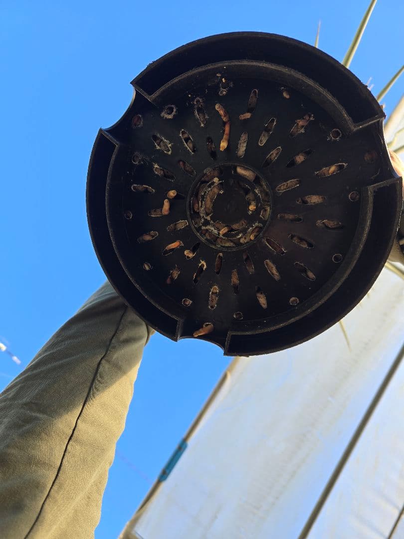 キュウ　マルデヌベス