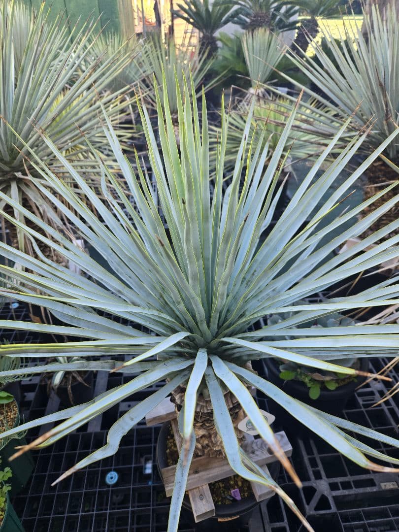 キュウ　マルデヌベス