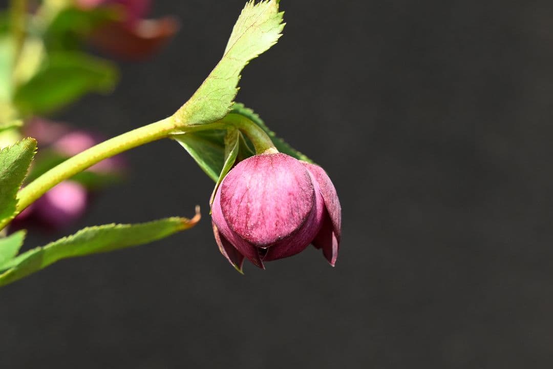 クリスマスローズ 認定！グロッシー シャガール 加藤農園 - メルカリ