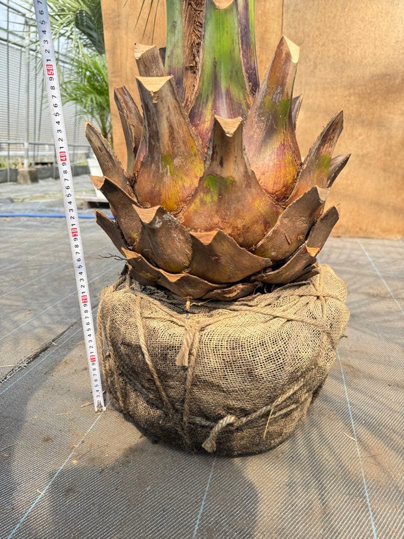 ココスヤシシルバーリーフ【極太】葉先180cm幹回り100cm 幹高40cm