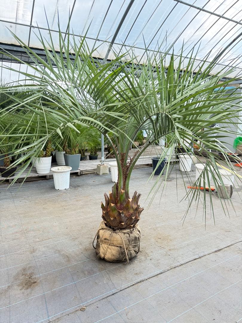 ココスヤシシルバーリーフ【極太】葉先180cm幹回り100cm 幹高40cm