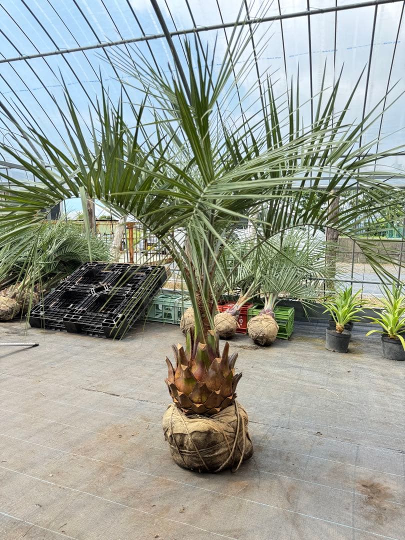 ココスヤシシルバーリーフ【極太】葉先180cm幹回り100cm 幹高40cm