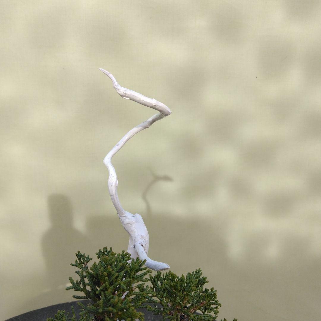 しんぱく小品盆栽です。 軽石植え タヌキ盆栽です。