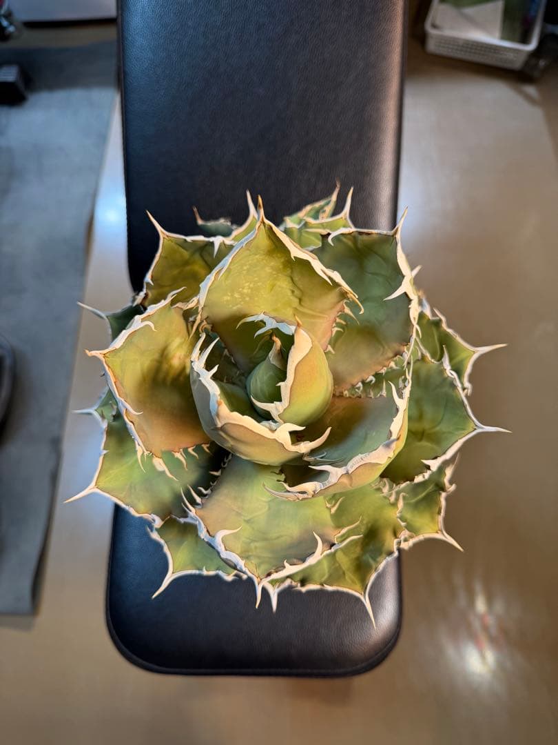 アガベ　チタノタ　烈焔　標本株　子株付き