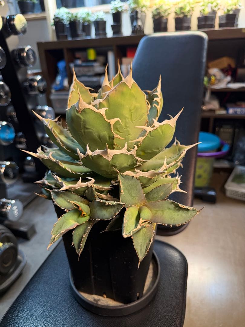 アガベ　チタノタ　烈焔　標本株　子株付き