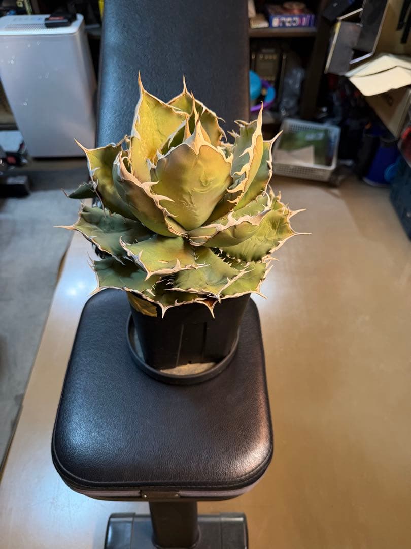 アガベ　チタノタ　烈焔　標本株　子株付き